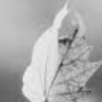 author profile image