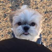 author profile image