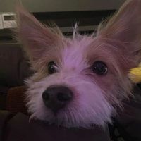 user_profile