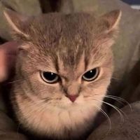 user_profile