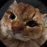 user_profile