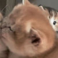 user_profile
