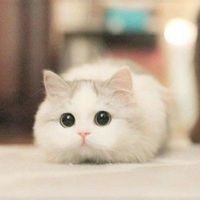 user_profile