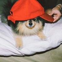 user_profile