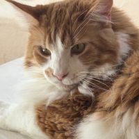 user_profile