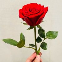 user_profile