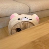 user_profile