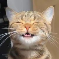 user_profile