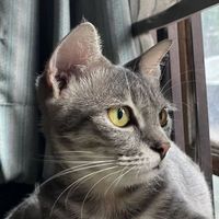 user_profile