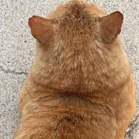 user_profile