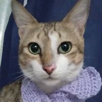 user_profile