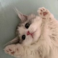 user_profile