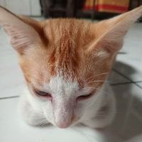 user_profile