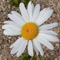 user_profile