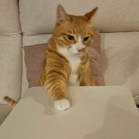 user_profile