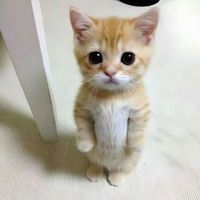user_profile